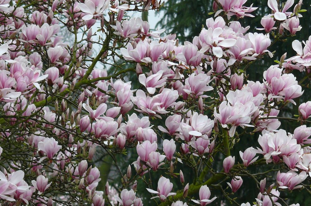 Unsere Magnolie steht derzeit in voller Blüte