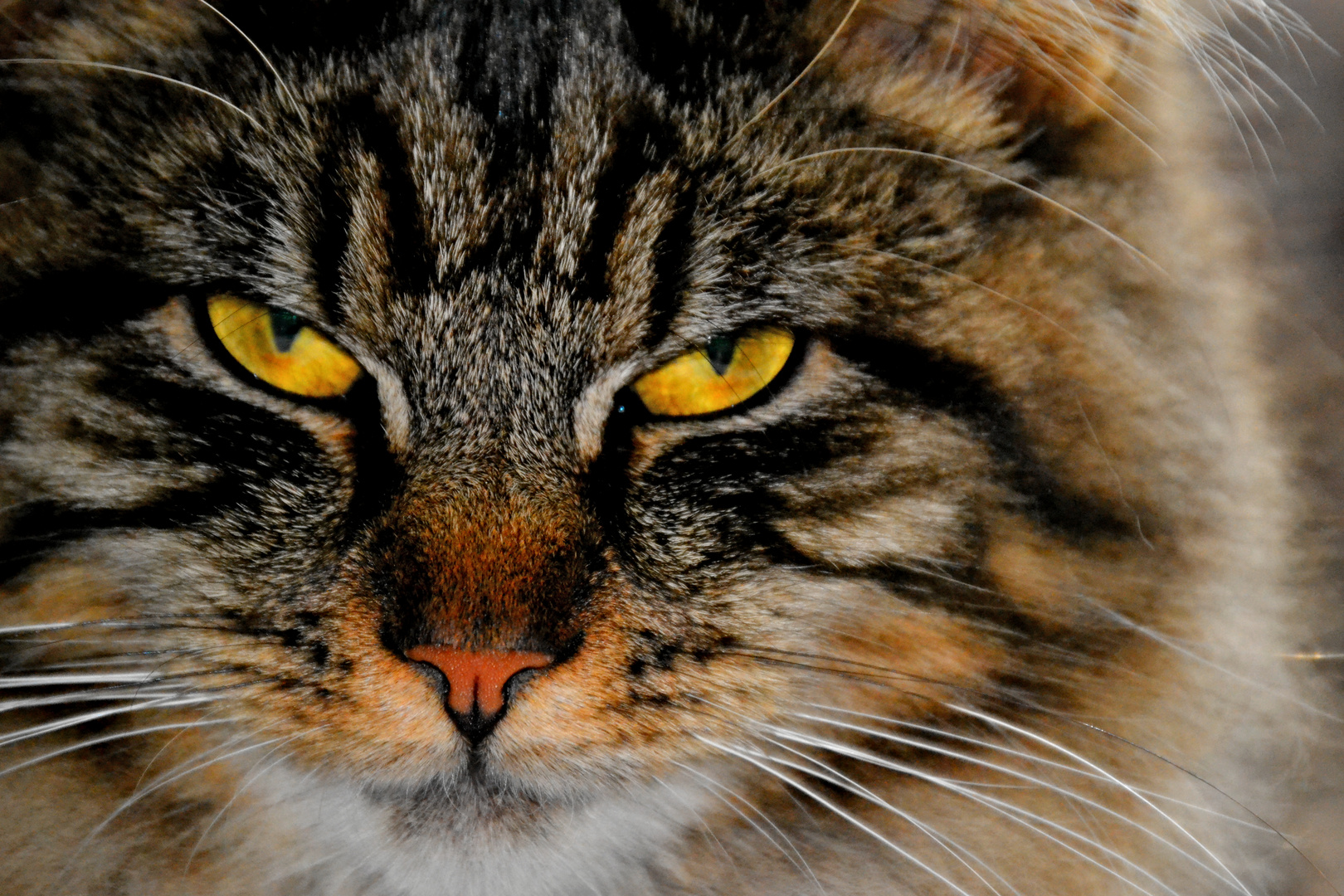 Unsere Maine-Coon-Katze " Mimikry "