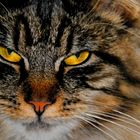 Unsere Maine-Coon-Katze " Mimikry "