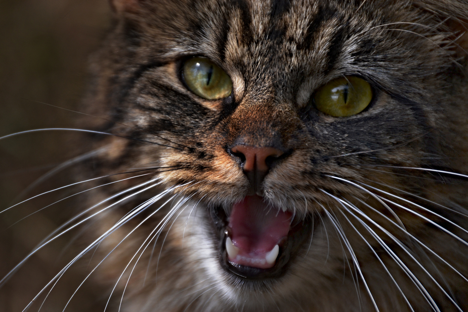 Unsere Maine-Coon Katze Mimikry