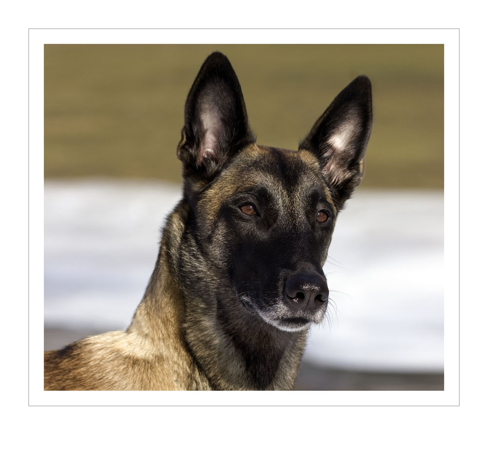 Unsere Malinoishündin Jana (Belgischer Schäferhund)