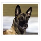 Unsere Malinoishündin Jana (Belgischer Schäferhund)