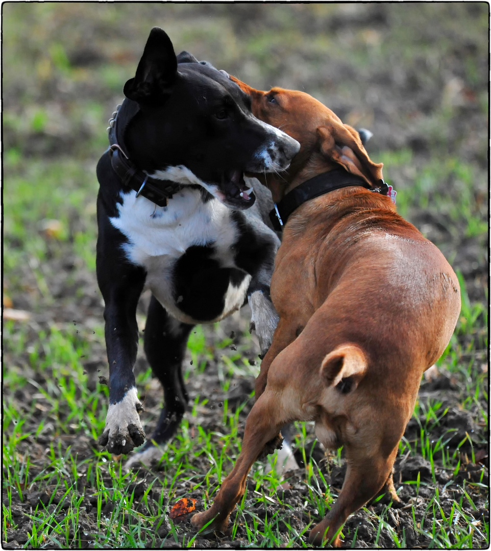 unsere malou mit ihrem freund balou mal wieder am toben