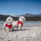 Unsere Malteser am Eibsee