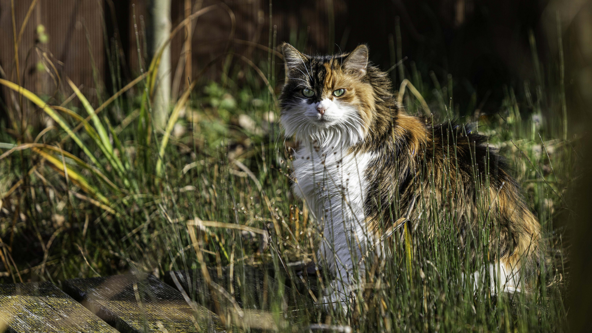 Unsere Miezi am Teich Foto & Bild natur, katzen, tiere Bilder auf