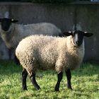 Unsere Nachbarn - 2 Schafe