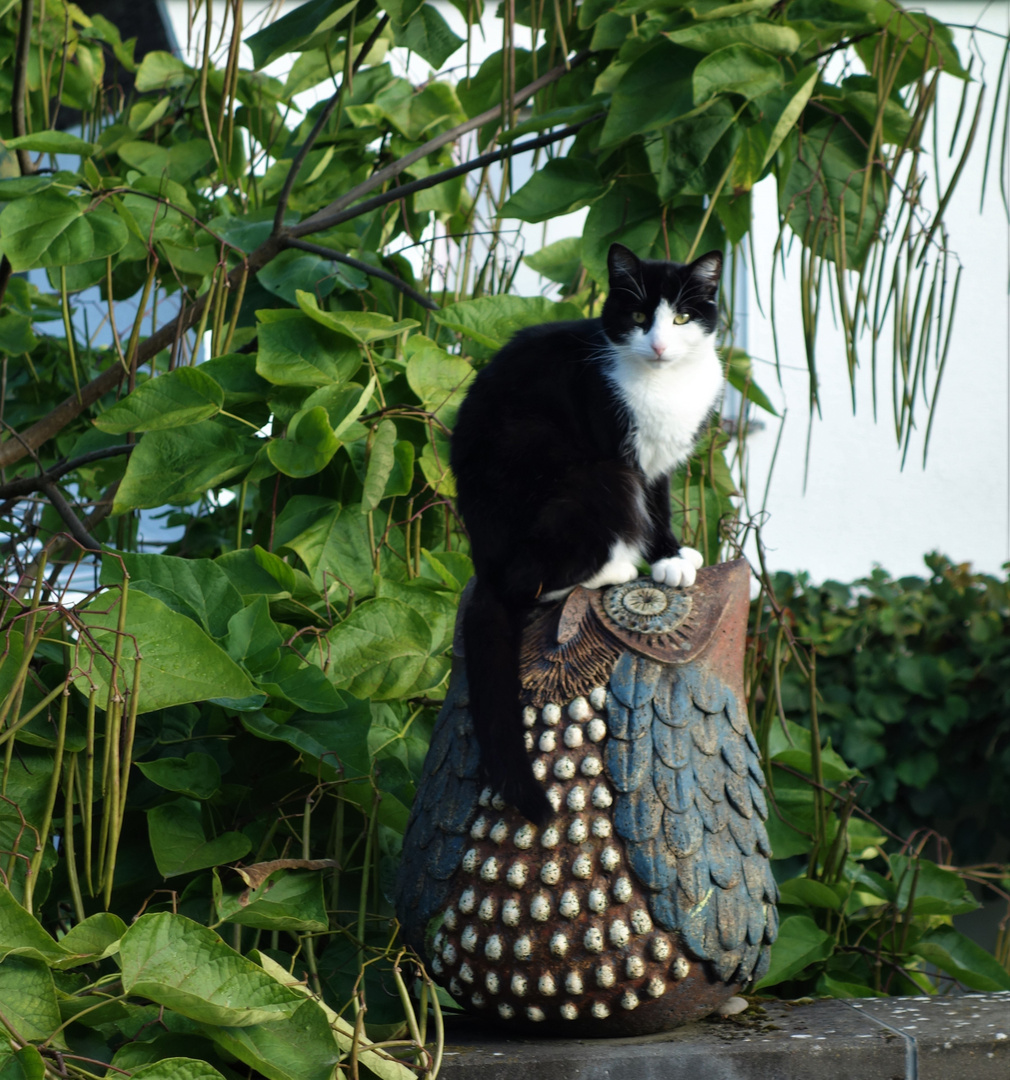 Unsere Nachbars Katze