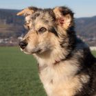 Unsere neue Hundedame (16 Wochen) Bella aus Spanien