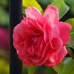 Unsere neue Kletterrose