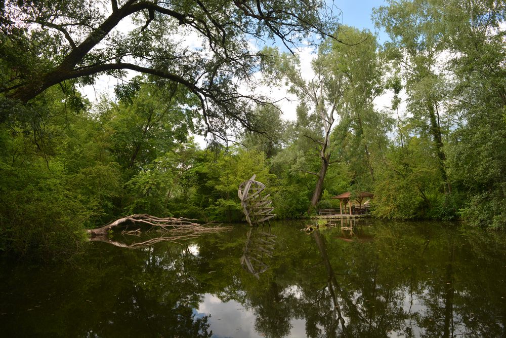 unsere Nymphea in Esslingen Foto &amp; Bild landschaft