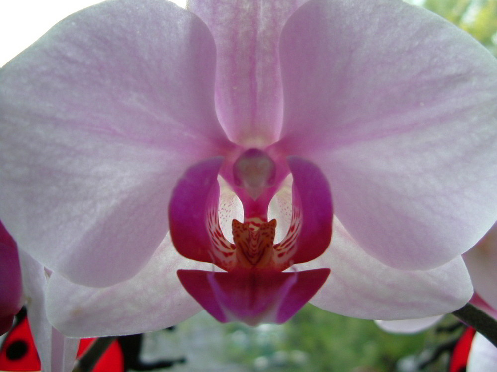 unsere Orchidee