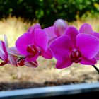 Unsere Orchidee ist wieder voll erblüht - 1