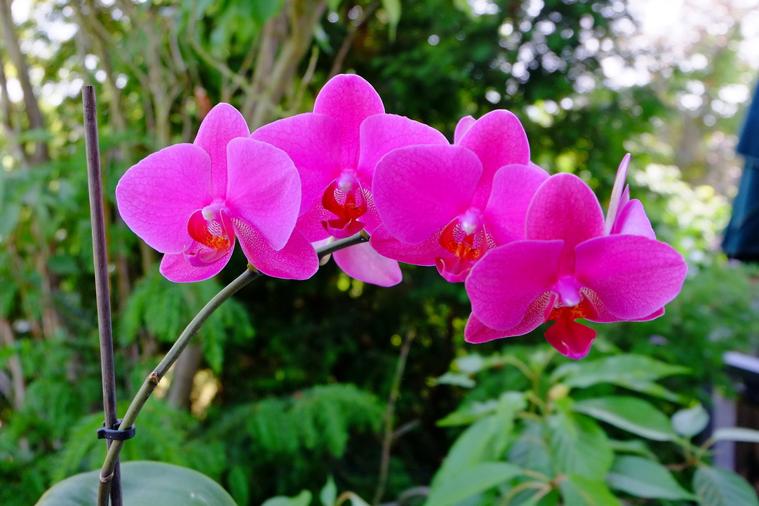 Unsere Orchidee ist wieder voll erblüht - 4