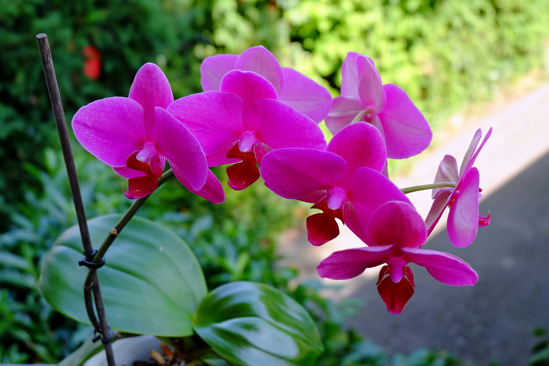 Unsere Orchidee ist wieder voll erblüht - 5