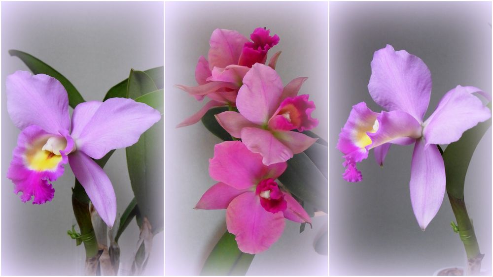 Unsere Orchideen 02