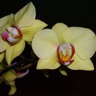 Unsere Orchideen