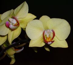 Unsere Orchideen