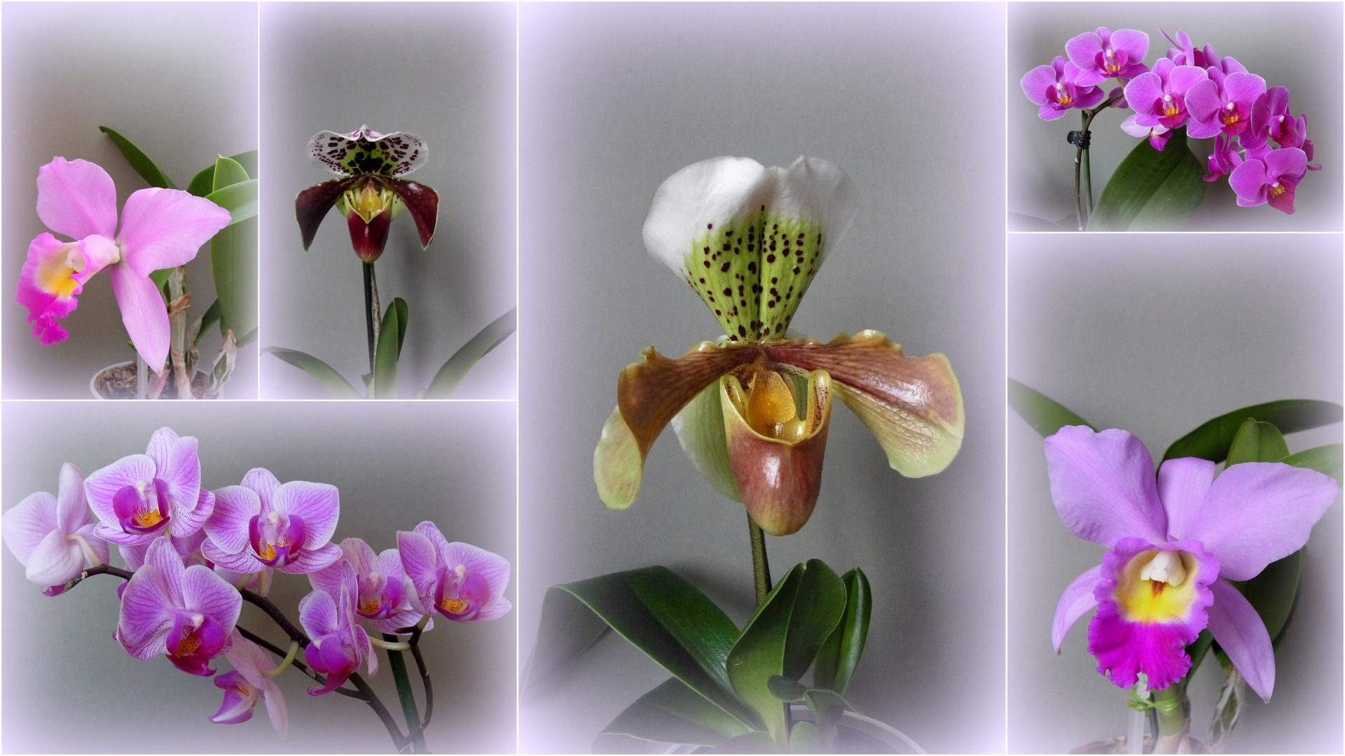 Unsere Orchideen