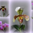 Unsere Orchideen