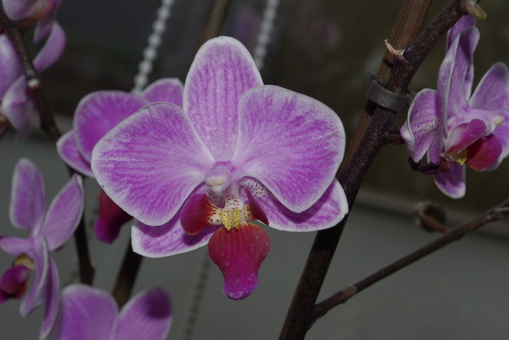 Unsere Orchideen I