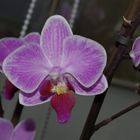 Unsere Orchideen I