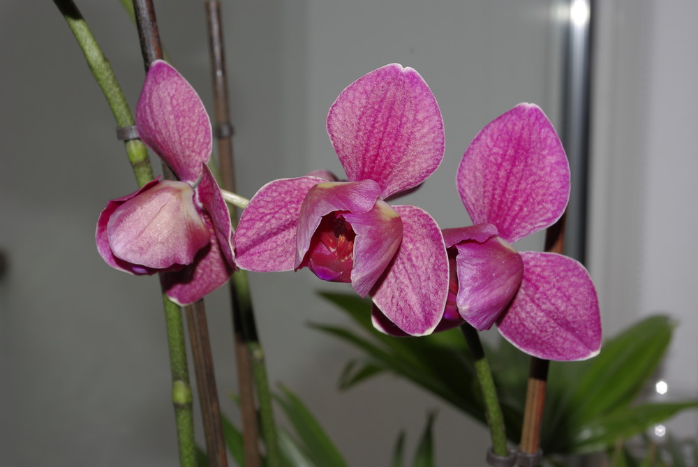 Unsere Orchideen II