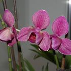 Unsere Orchideen II