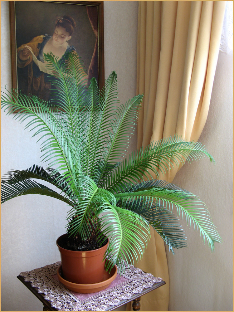 Unsere Palme