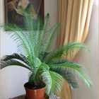 Unsere Palme