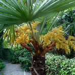 Unsere Palme blüht im Garten