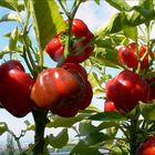 Unsere Paprika - Plantage auf Balkonien ...