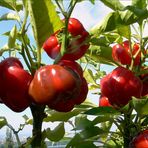 Unsere Paprika - Plantage auf Balkonien ...