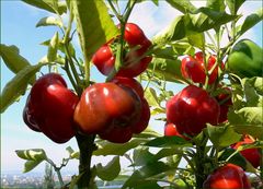 Unsere Paprika - Plantage auf Balkonien ...