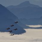 «Unsere» Patrouille Suisse