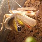 unsere Pfauenaugen Mantis