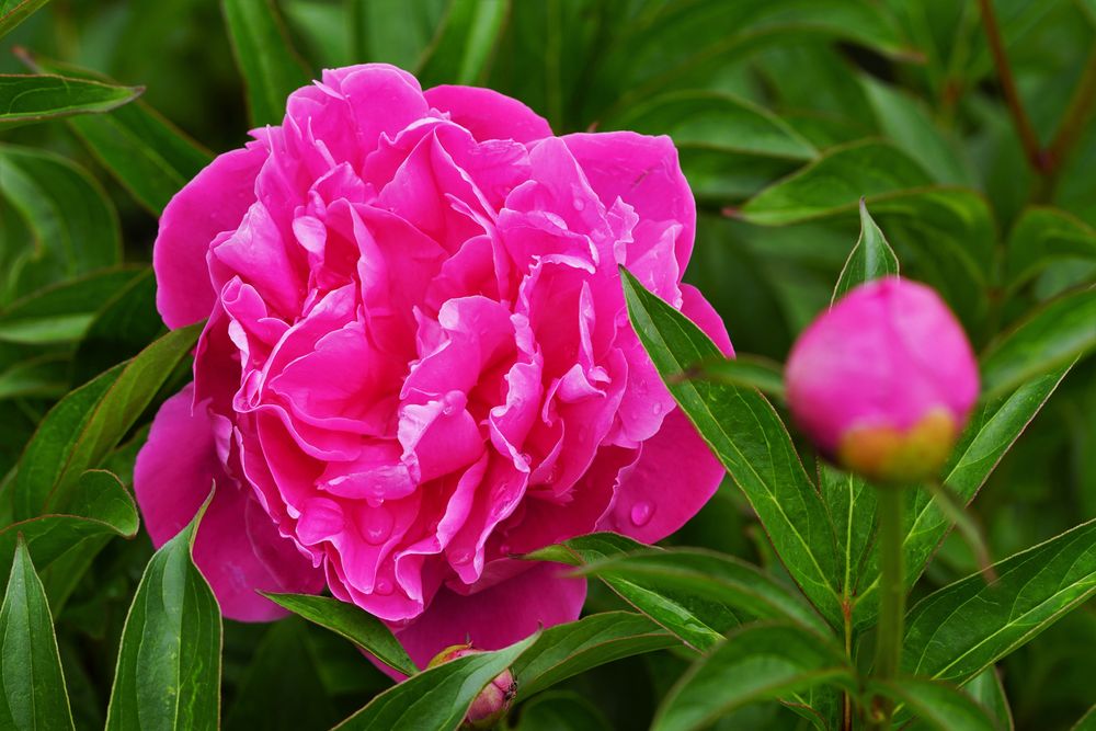 Bild von Pfingstrosen: A Comprehensive Guide to Captivating Floral Art