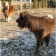 Unsere Ponys