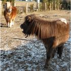 Unsere Ponys