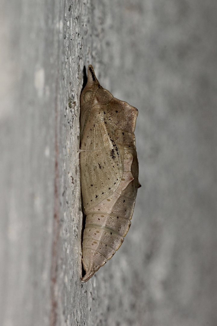 Unsere Puppe des Kleinen Kohlweißlings an der Hauswand - ...