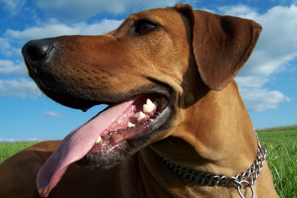 Unsere Rhodesian Ridgeback Hündin