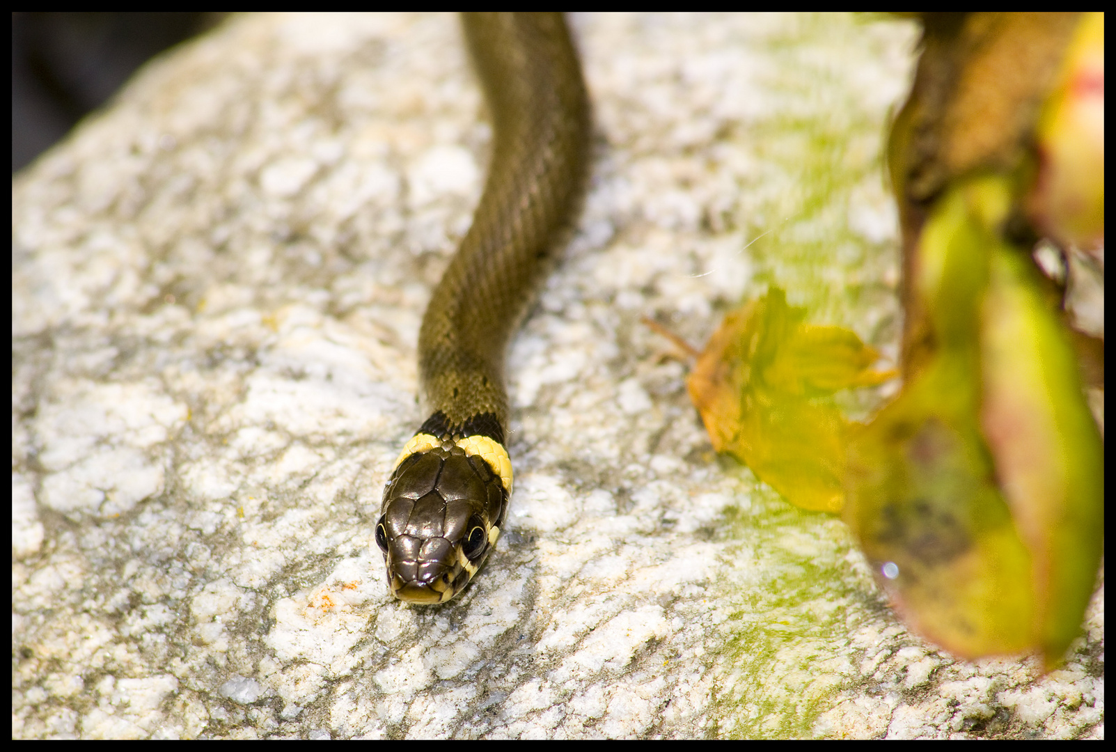 unsere Ringelnatter am Gartenteich