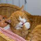 unsere rote Katze im Puppenwagen