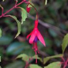 Unsere Schlanke Fuchsie (Fuchsia magellanica var. gracilis) blüht