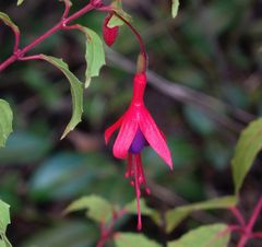 Unsere Schlanke Fuchsie (Fuchsia magellanica var. gracilis) blüht