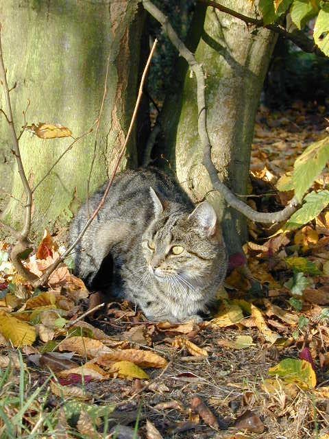 Unsere schöne alte Katze