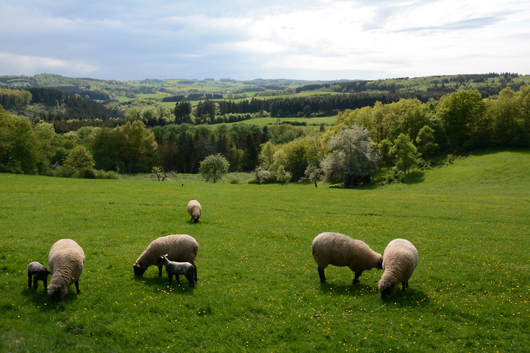 Unsere schöne Eifel im Frühling