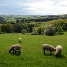 Unsere schöne Eifel im Frühling