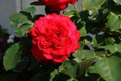 Unsere schönste Rose