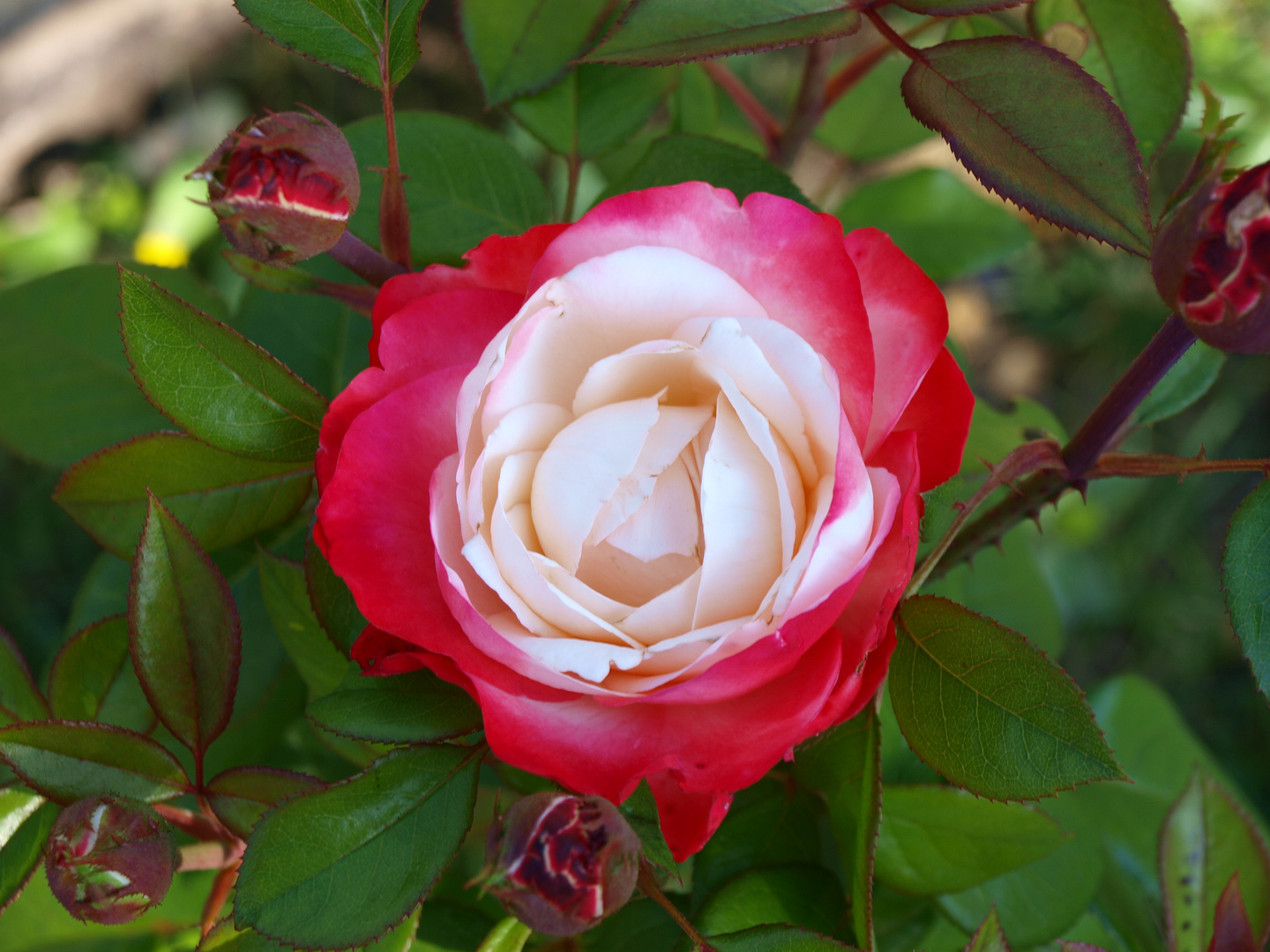 Unsere schönste Rose im Garten Foto & Bild pflanzen, pilze & flechten