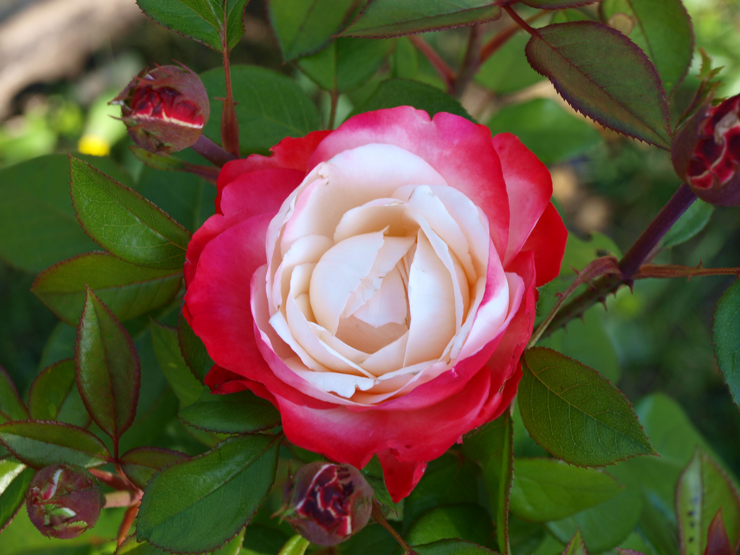 Unsere schönste Rose im Garten